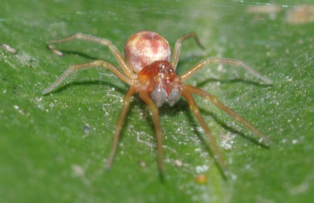 Maschi di Nigma sp. - Arcavacata di Rende (CS)
